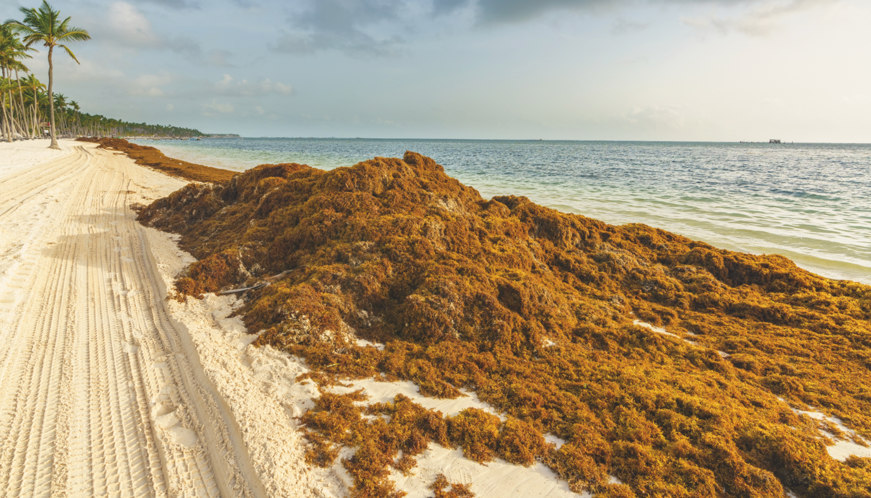 Making Complexity Investable: The Plastic Transition as a Systemic Case