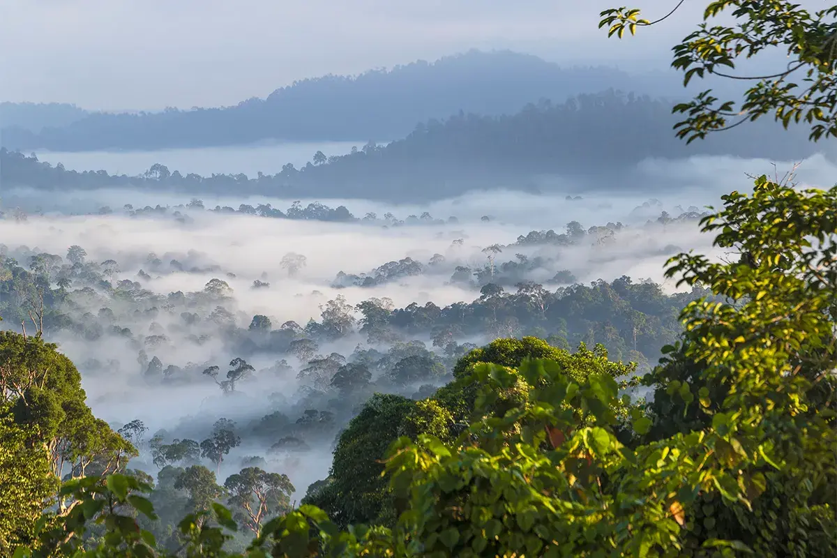 Borneo-Lowland-Rainforest.webp